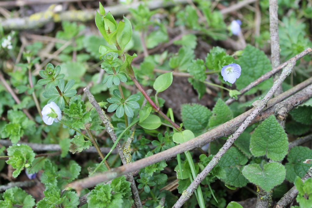 Veronica persica